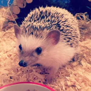 Frodo the Hedgehog