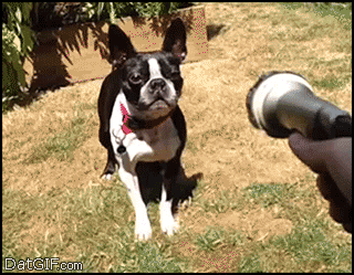 dog